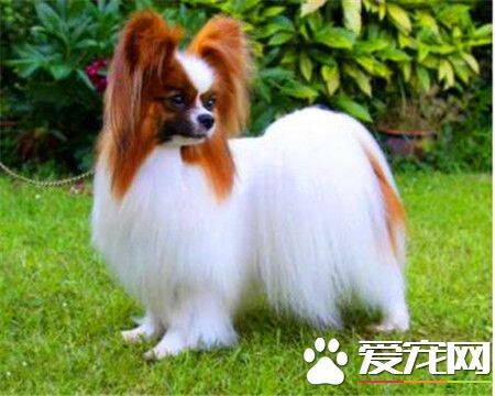 蝴蝶犬多重 蝴蝶犬的体重在4到4.5公斤左右