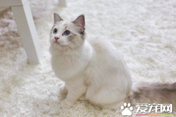 布偶猫什么时候定型 布偶猫定型原来要这么久