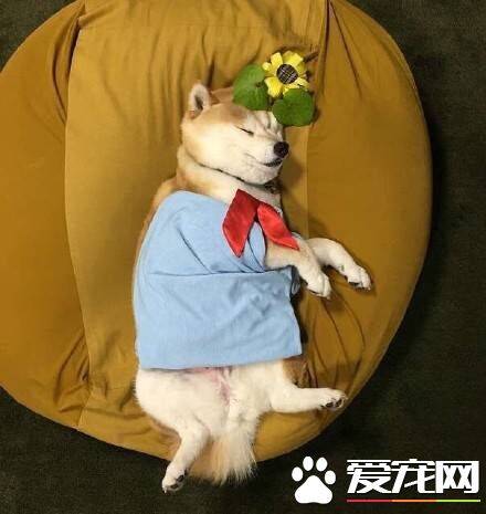 柴犬一天吃多少 一般来说柴犬每天只要吃七分饱