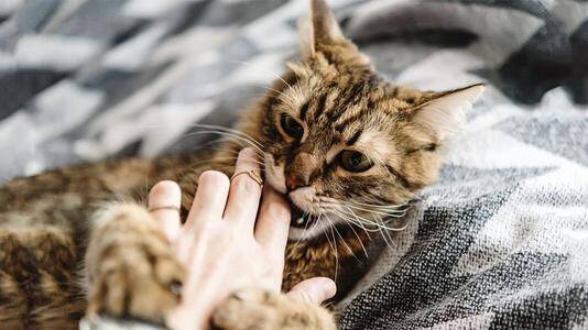 上一秒还开心玩耍 下一秒却被咬了一口 学会这3点，让喵星人乖乖听话