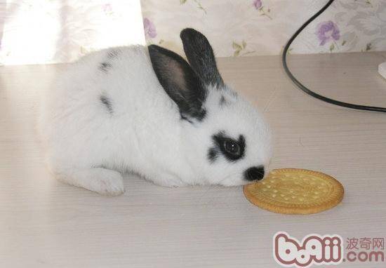 颗粒饲料饲养兔子有什么好处