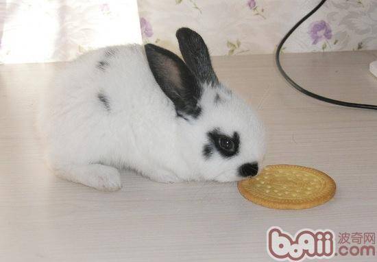 颗粒饲料饲养兔子有什么好处