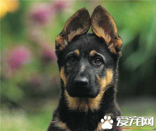 德国牧羊犬鉴定 德国牧羊犬的体长略大于身高