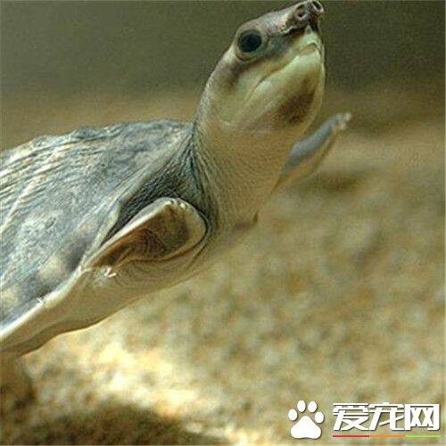 猪鼻龟的习性 猪鼻龟食性十分驳杂但偏肉食性