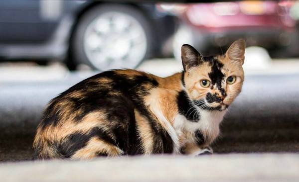 猫躲在角落里不出来