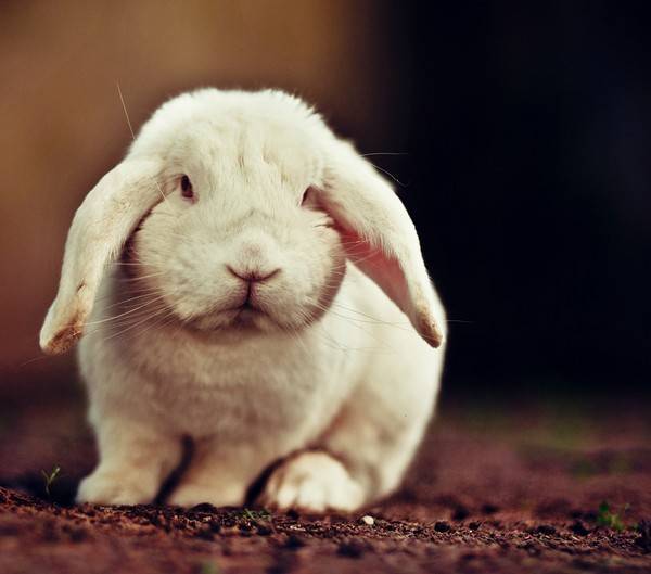 垂耳兔一只耳朵立着