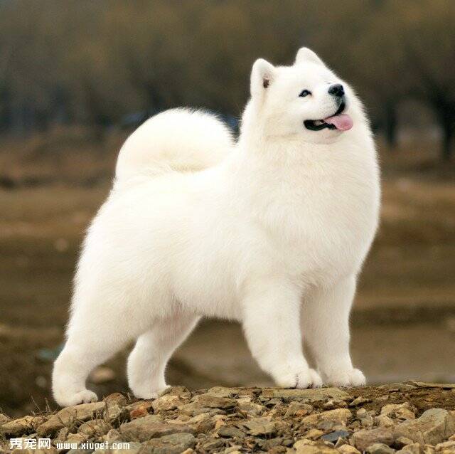 训练萨摩耶的思想准备,训练萨摩耶犬时要做的事的攻略