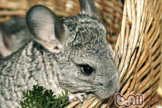 龙猫关笼子要注意什么问题