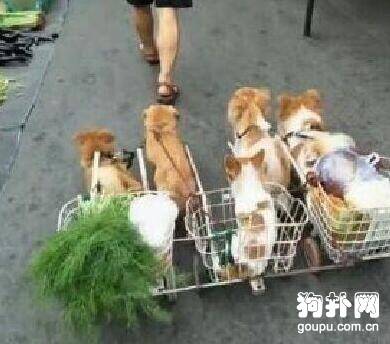 男子为五只狗狗做了辆拉车，买菜遛狗两不误，太聪明了！