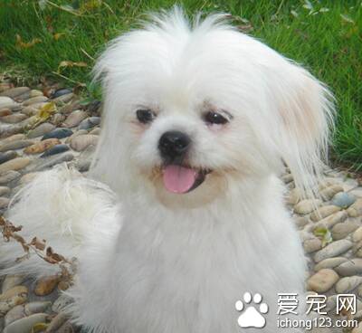 西施犬聪明吗 该犬特别爱争宠