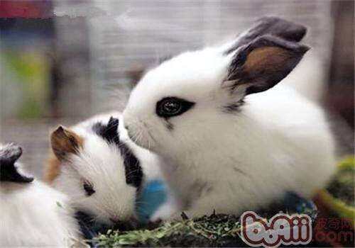 如何让两只宠物兔和平共处