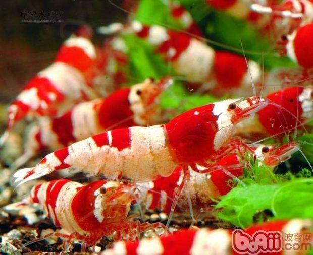 水晶虾脱白的原因和处理方法