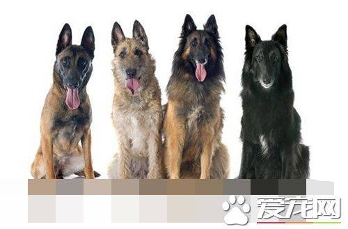 比利时牧羊犬有几种 一共有四个品种的种类