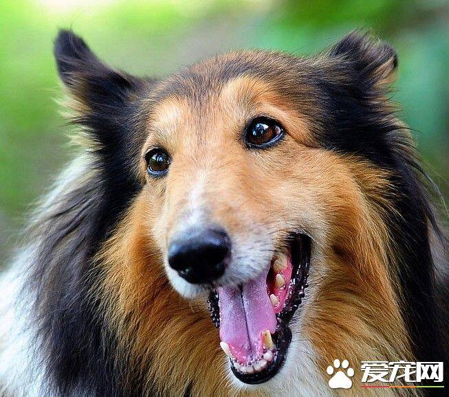 苏格兰牧羊犬会掉毛吗 苏牧掉毛的原因