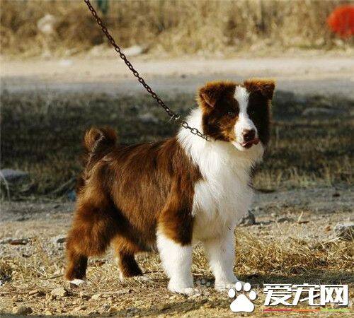 边境牧羊犬养在家好吗 怎么养好边境牧羊犬