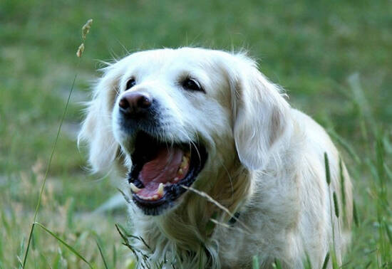 狗狗喜欢去草地玩,去哪里遛狗比较好