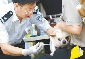 有关犬疫苗你知道多少