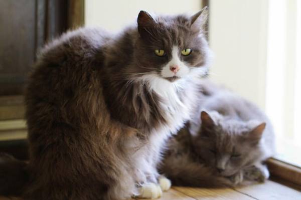 猫离家出走回来几率