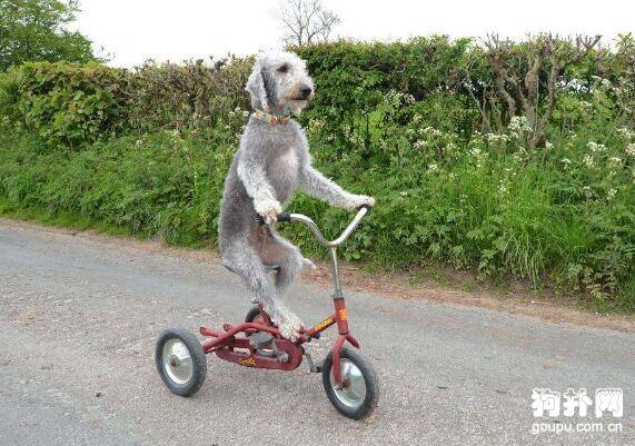 怎样训练狗狗骑自行车表演?