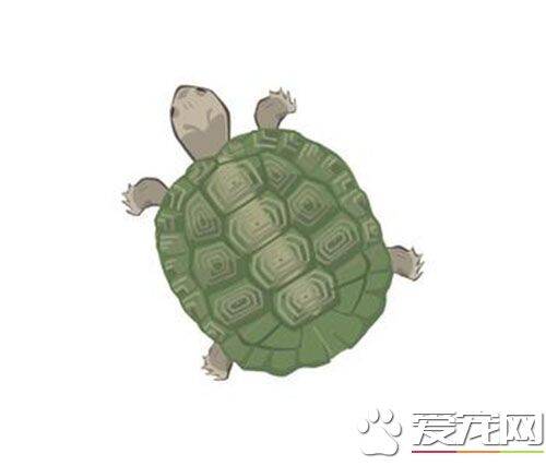 冬天怎样养乌龟 乌龟冬天要怎么才能养好