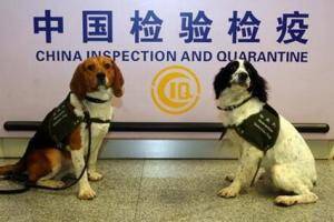 检疫犬的训练方法-  重庆机场检疫犬Peter退役