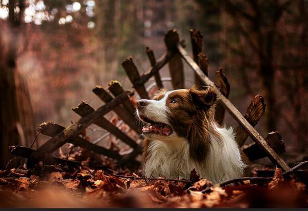 边牧串串聪明吗