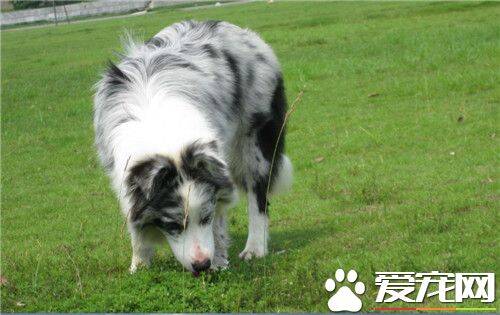 边境牧羊犬多久成年 中大型犬两岁成年