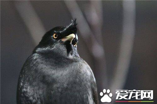 鹩哥可以吃面包虫吗 鹩哥的雏食以面包虫为主