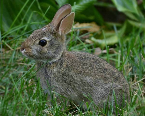 兔子黑眼睛黑耳朵品种