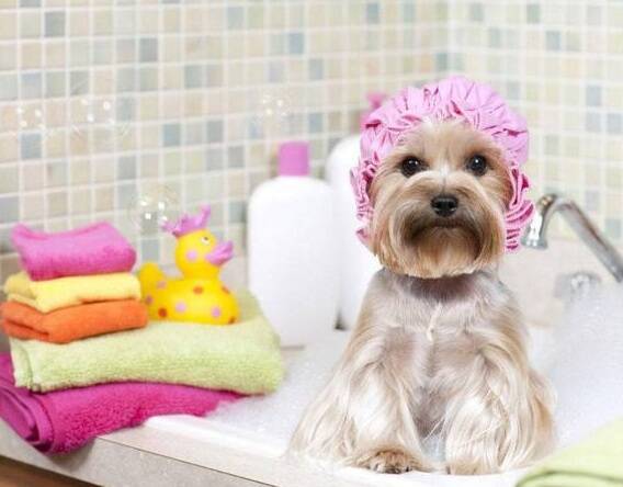 怎么给狗狗洗澡?给狗狗洗澡的正确步骤
