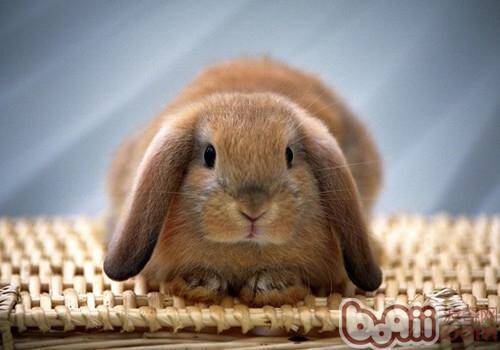 养兔兔应使用哪种垫料