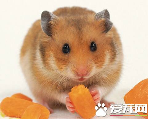 金丝熊怀孕吃什么 食谱上加上水煮鸡胸肉