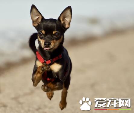 迷你杜宾犬颜色 杜宾犬毛色以巧克力色