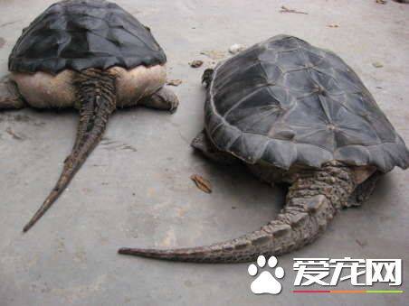 佛鳄龟生长速度 鳄龟小时候生长缓慢