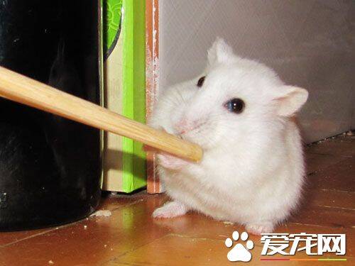 银狐仓鼠喜欢吃什么 各种杂草种子和粮食为主