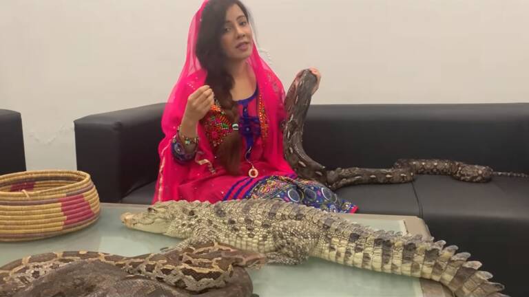 巴基斯坦女星养鳄鱼蛇当宠物 还用它们&quot;威胁&quot;莫迪