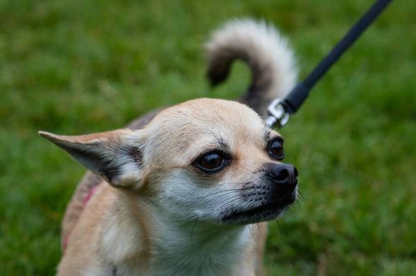 狗生命多长时间