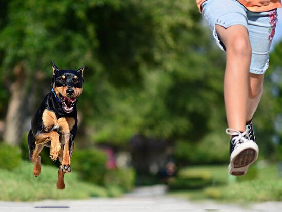 如何保护好狗狗的脚垫,避免运动对狗狗的伤害