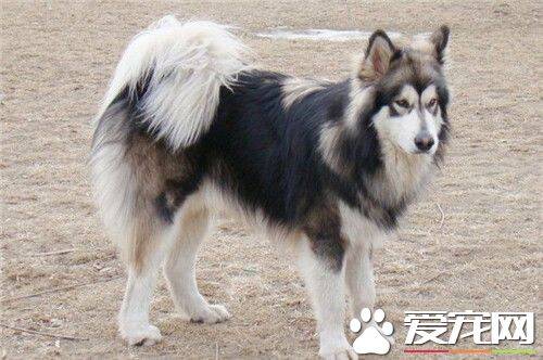 阿拉斯加雪橇犬标准 体格强健结实胸深且强壮