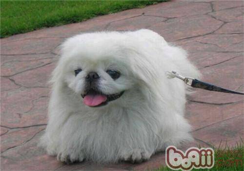 京巴狗败血症的征兆与治疗