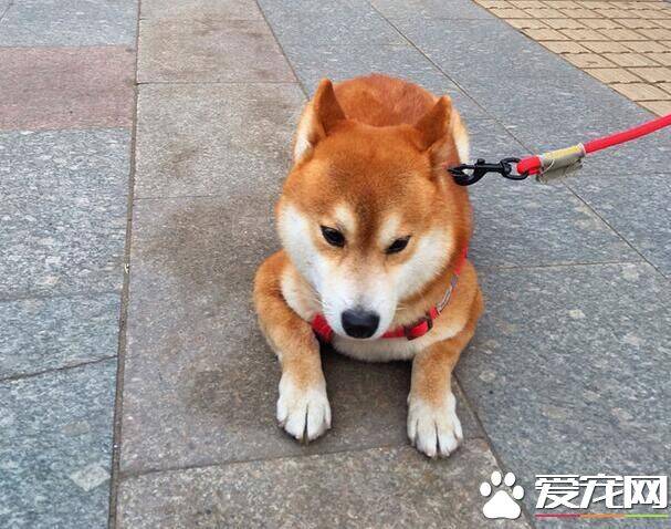 柴犬会摇尾巴吗 柴犬摇尾巴是在表现情绪