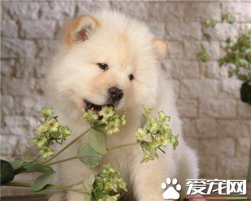 养松狮犬喂养注意事项 食料一定要适量