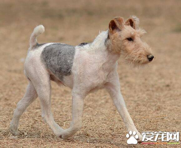 刚毛猎狐梗断尾 尾部太长常会造成伤害