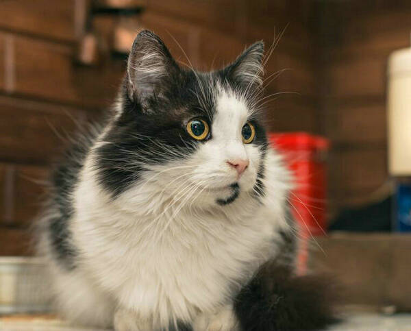 奶猫什么时候驱虫