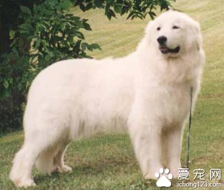 大白熊幼犬多少钱一只 该犬性格温顺