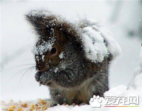 雪地松鼠寿命 雪地松鼠寿命一般是5到6年