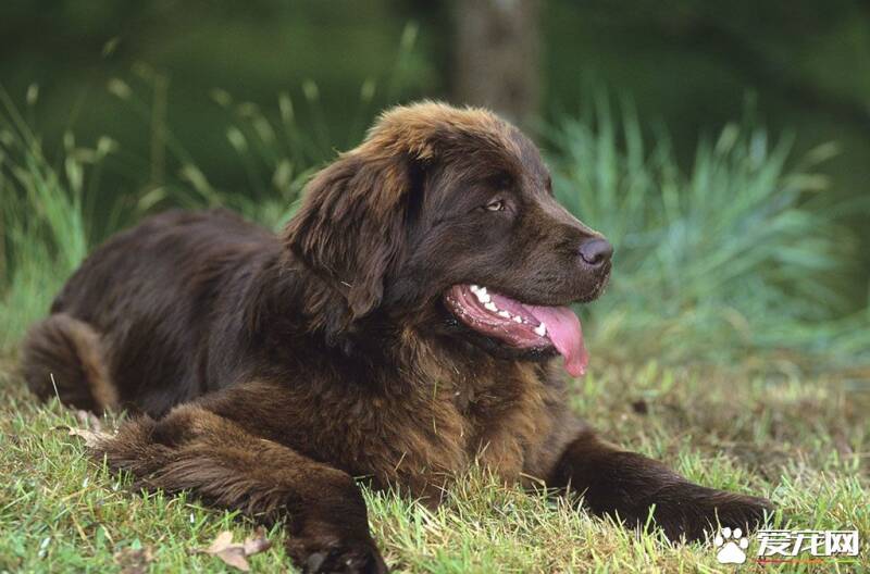 巨型纽芬兰犬吃什么 纽芬兰犬的喂食要点