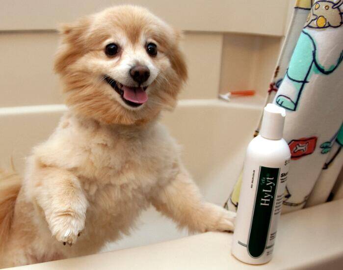 狗狗可以使用人类的洗发水吗？ 怎样选择适合狗狗的洗发水