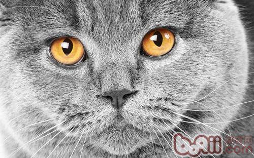 猫咪的眼睛——透视黑暗的能力