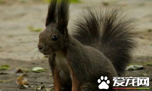魔王松鼠怎么补钙 适当的加上动物性饲料和牛奶